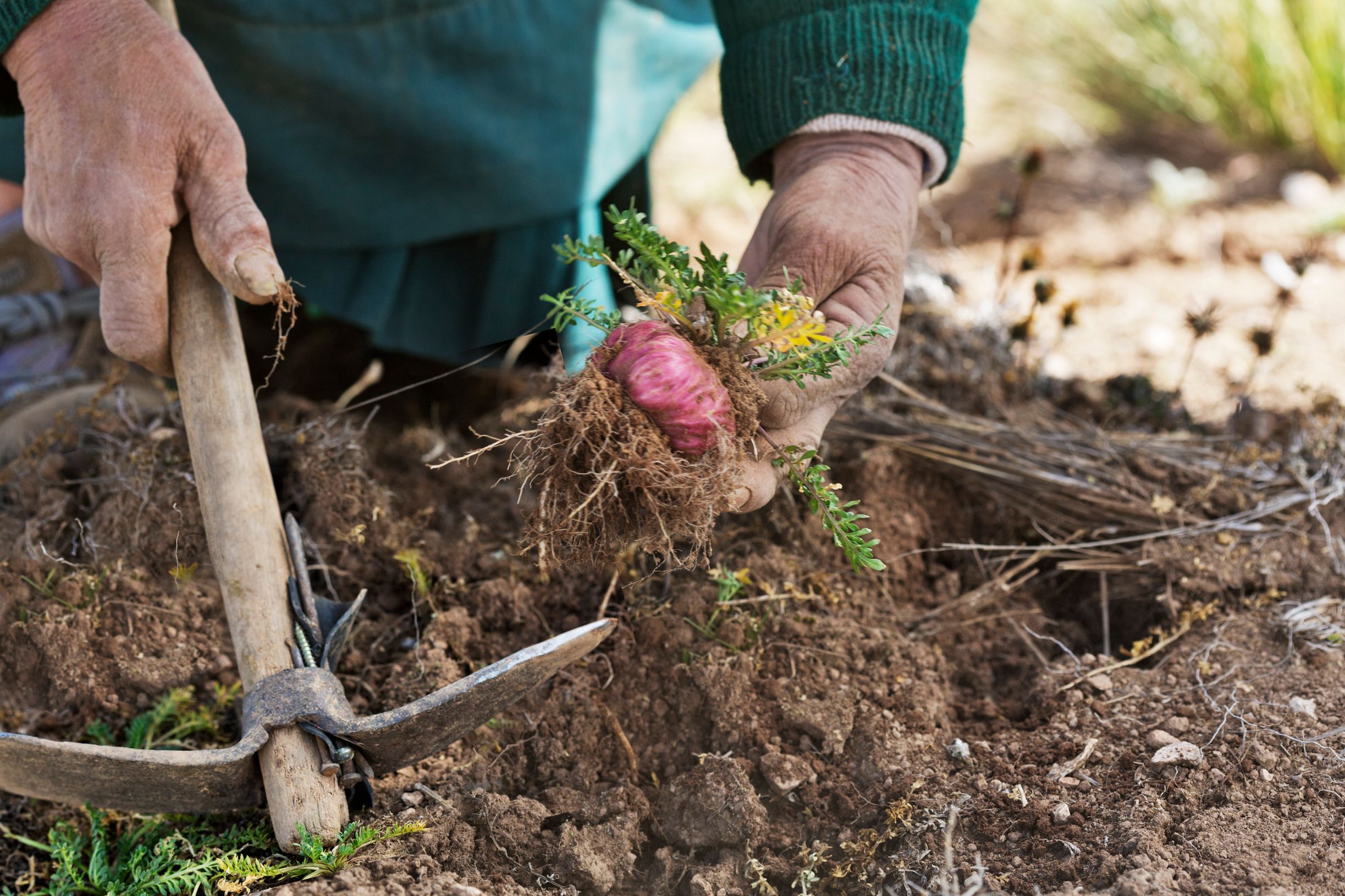 farmer's hands with digging tool and red maca root being dug from earth - shop themacateam.com