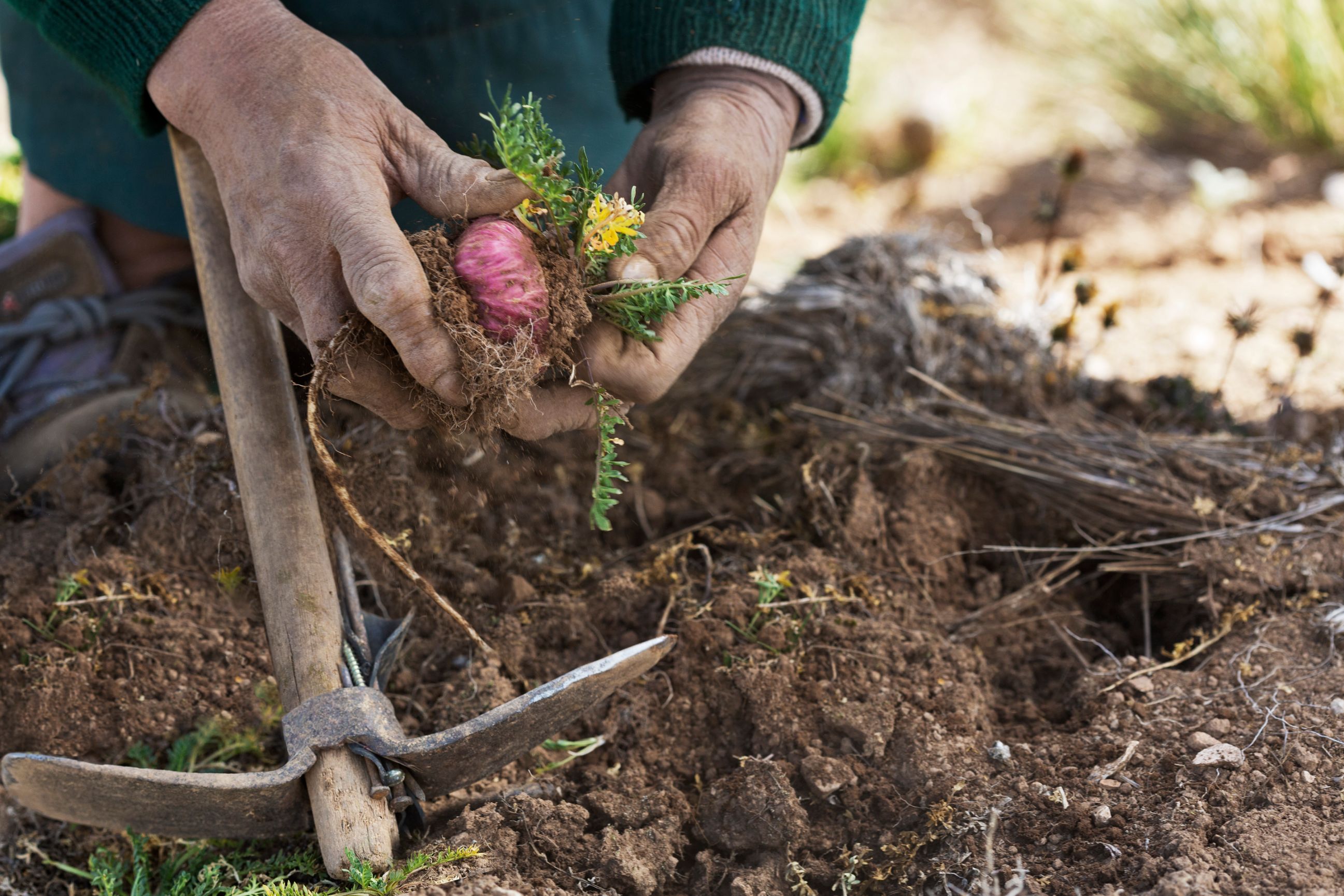 Maca is a superfood - Shop TheMacaTeam.com.