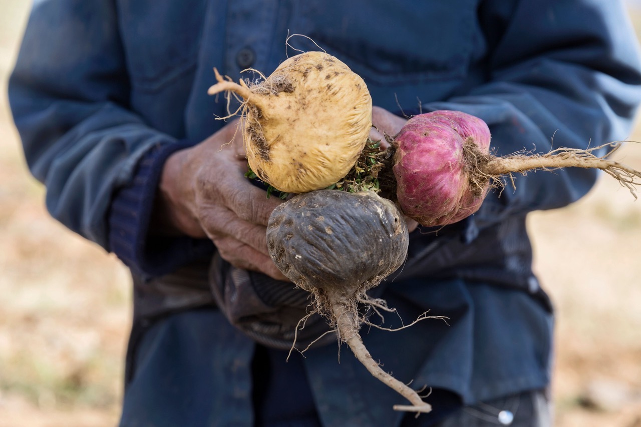 Organic Peruvian maca - Shop TheMacaTeam.com. 