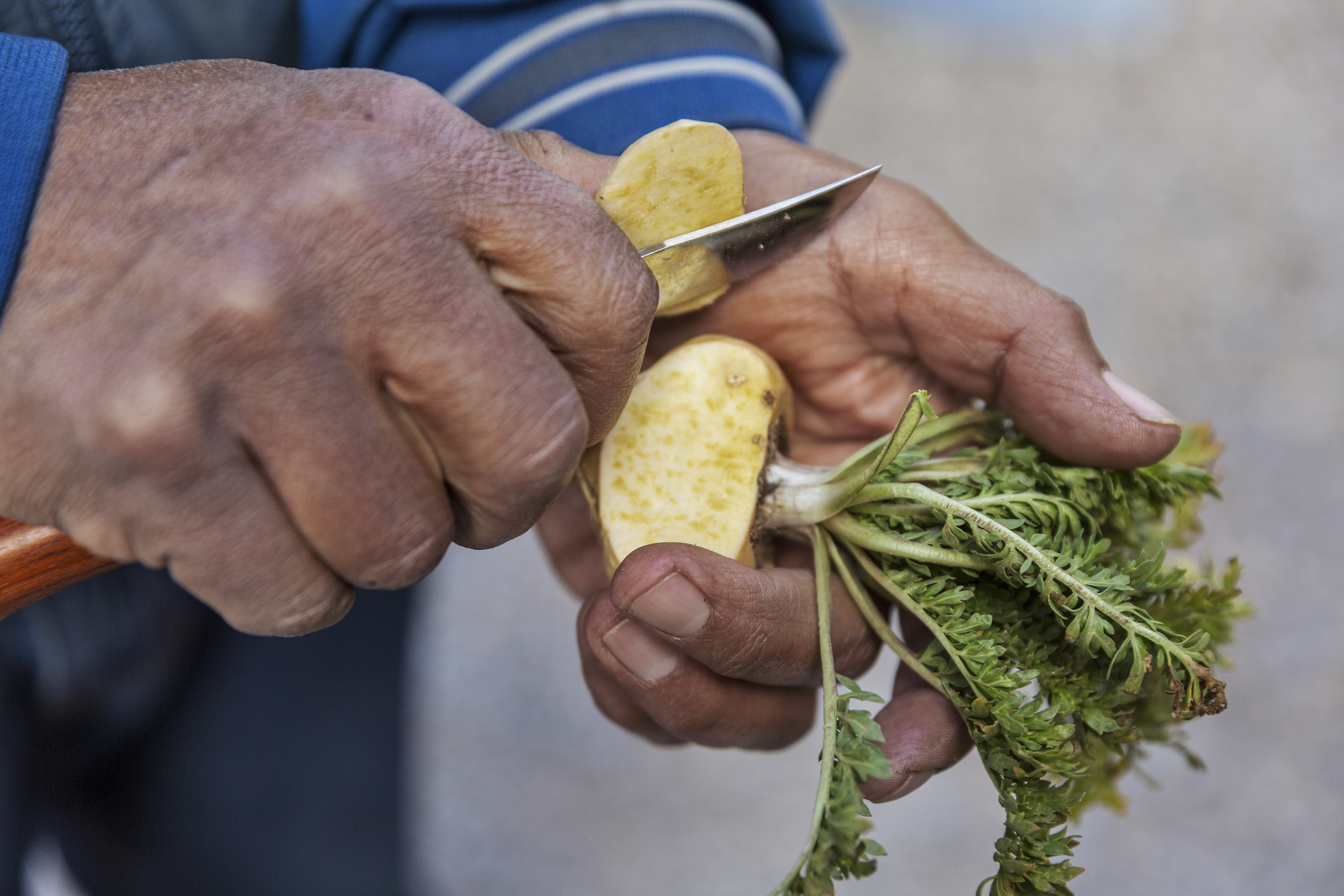 Organic Peruvian maca - Shop TheMacaTeam.com.
