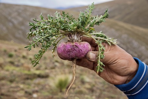 Fresh red maca - Shop TheMacaTeam.com.