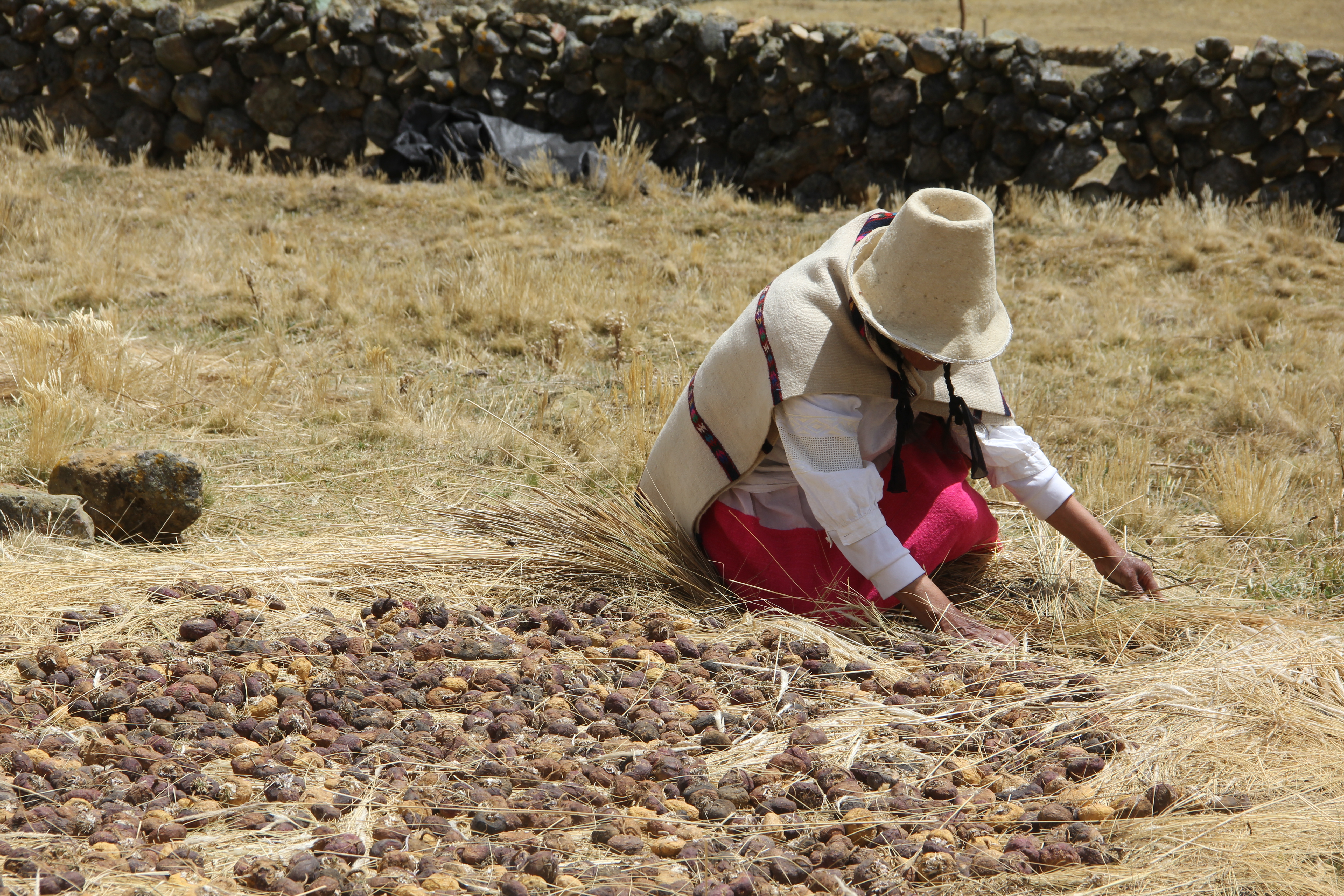 maca harvesting - shop themacateam.com.