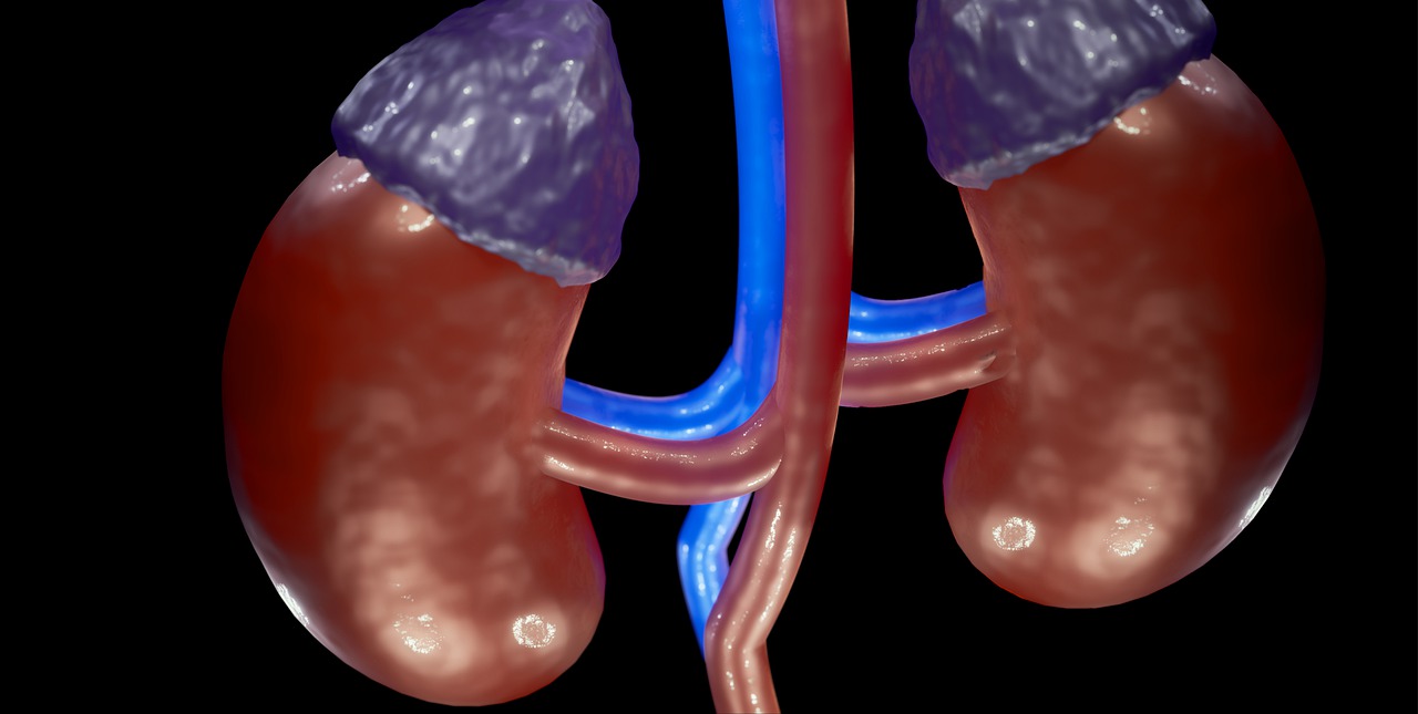 red kidneys capped with blue adrenal glands