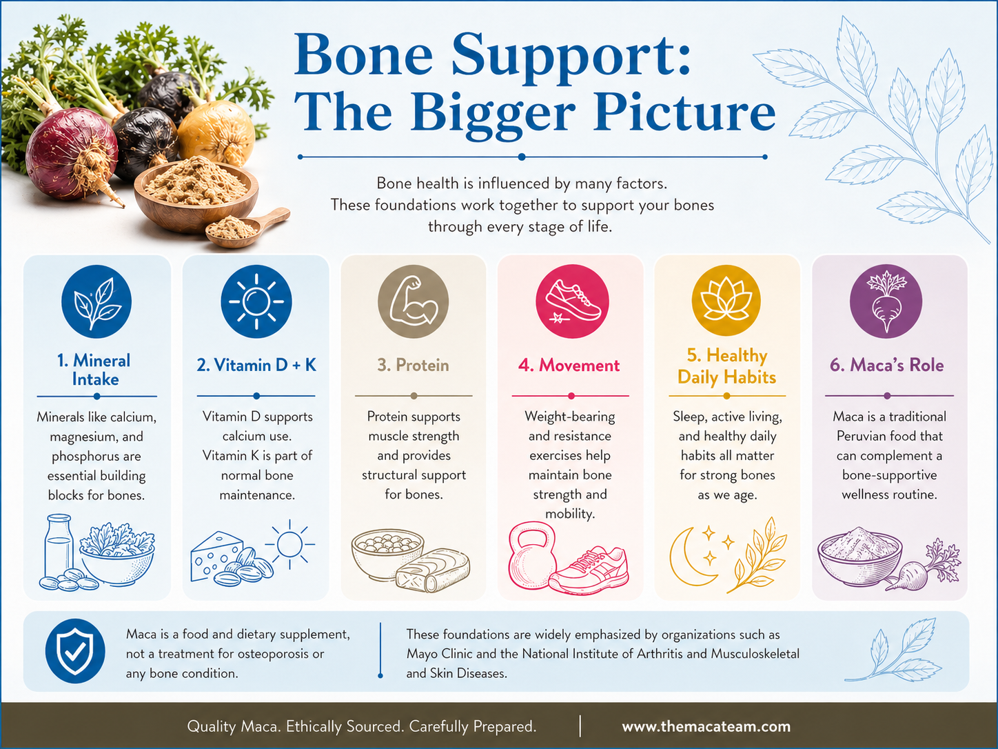 Infographic showing bone support foundations and where maca fits in a bone-supportive lifestyle