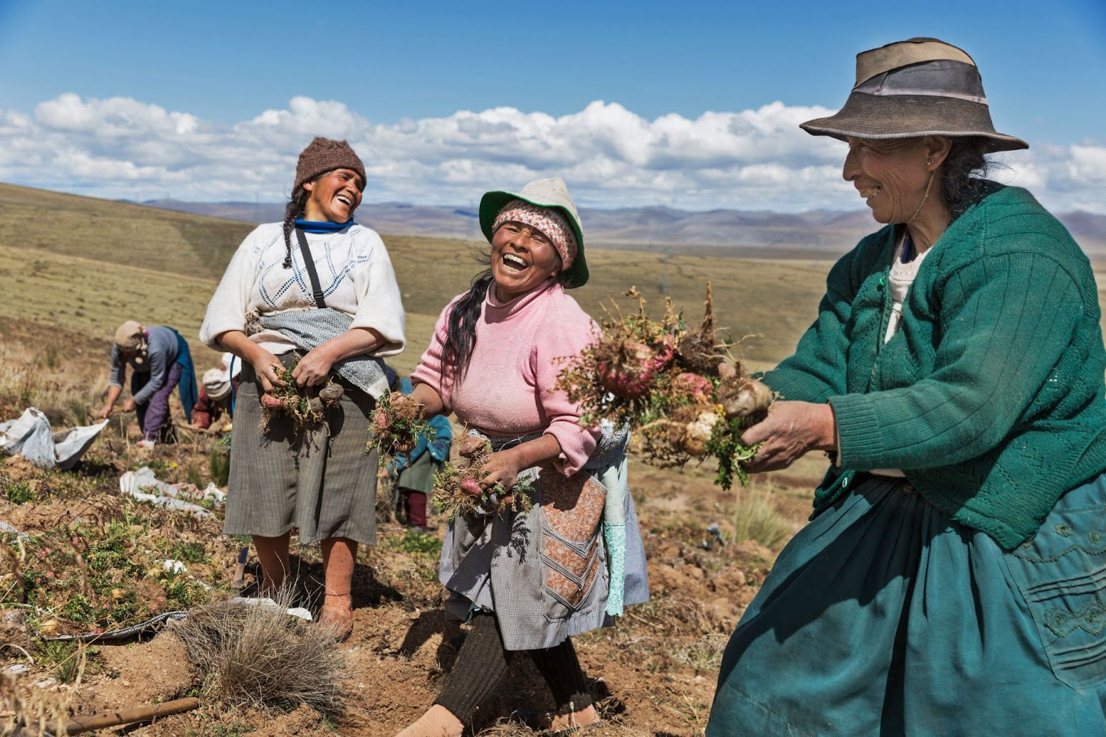 maca farmers laughing in maca fields, Peru