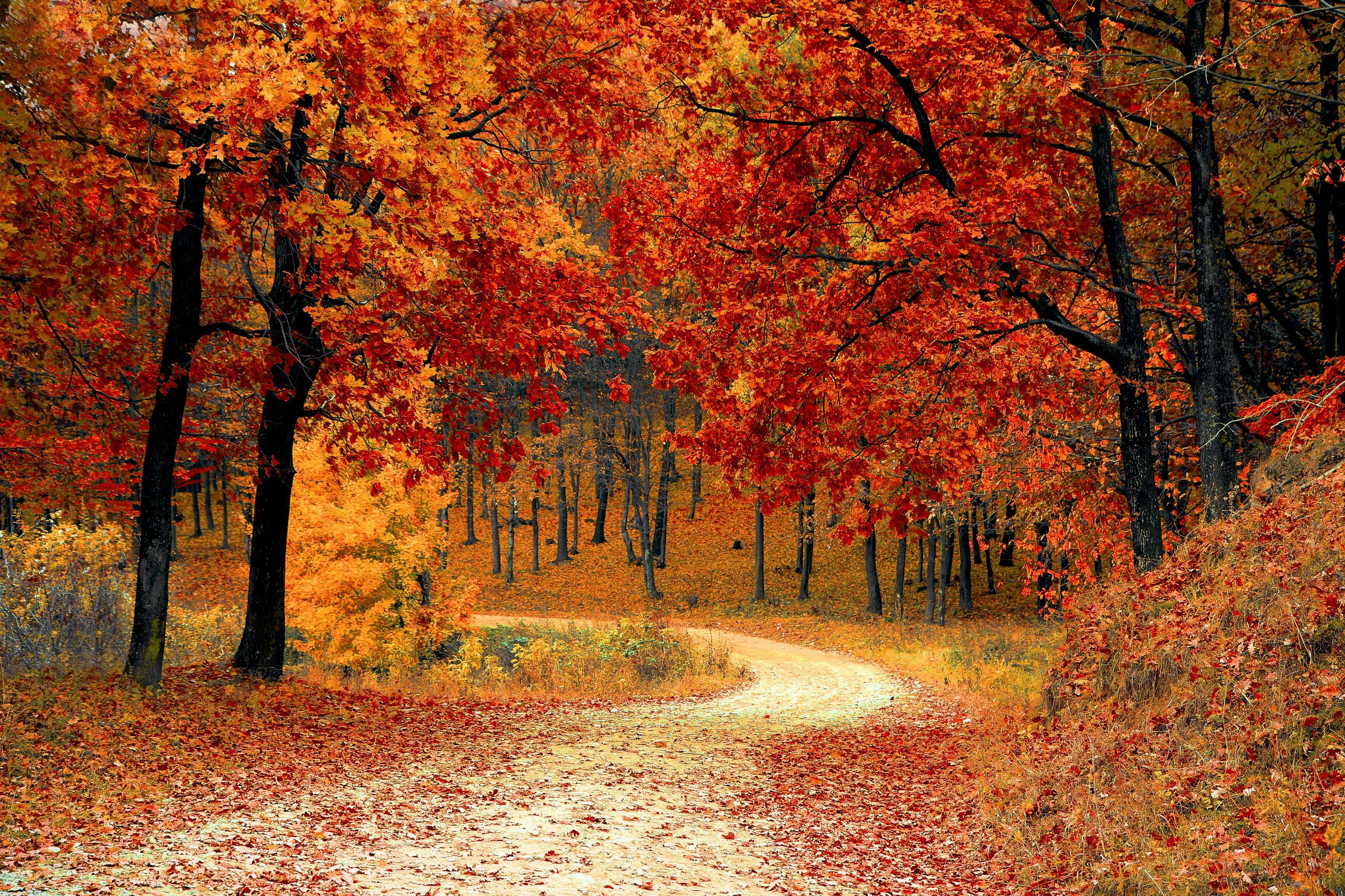 Maca for changing seasons - Shop TheMacaTeam.com. 