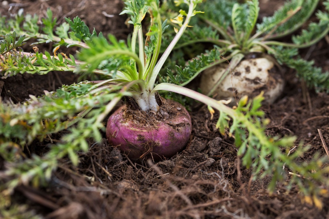 Organic Peruvian maca products - Shop TheMacaTeam.com.