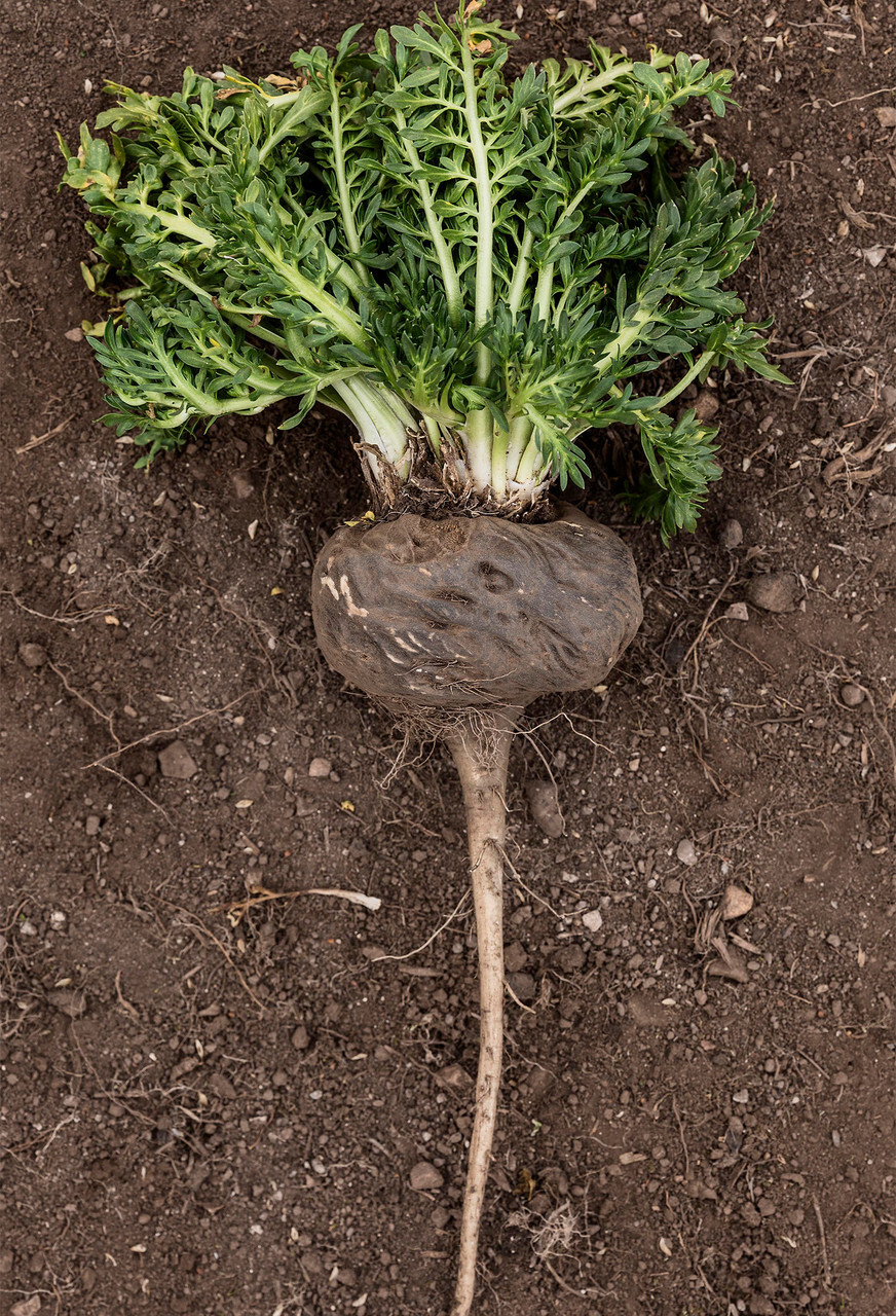 whole black maca root