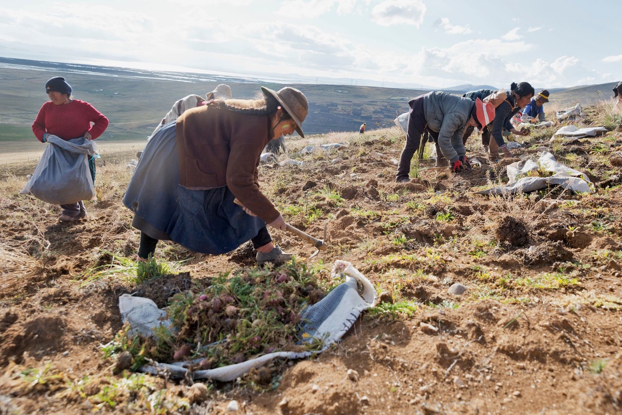 Peruvian-maca-fields-themacateam.com