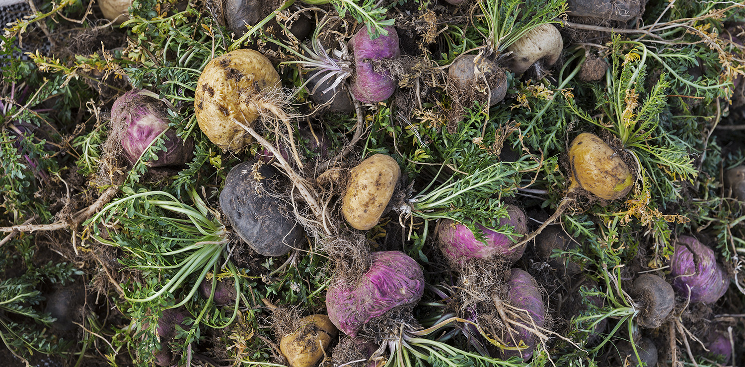 High Quality Maca Root