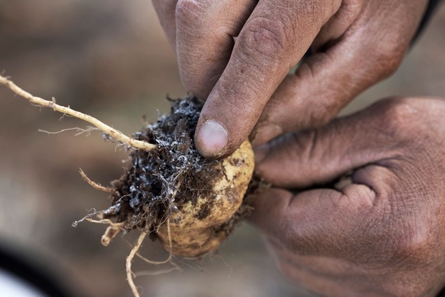 fresh yellow maca root - Shop TheMacaTeam.com.