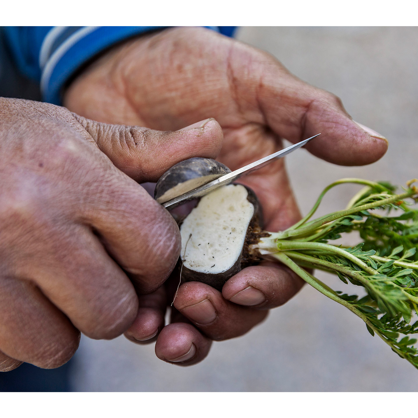 fresh black maca root being cut open by hand.