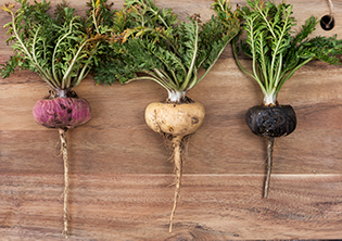 Tri-Color Maca Extract and Maca Roots Tri-color maca extract with yellow, red and black maca roots
