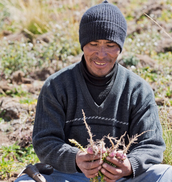 Peruvian maca farmer holding freshly harvested maca roots