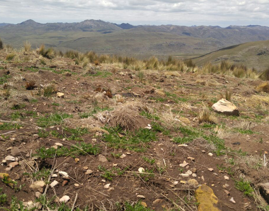 Where Does Maca Come From? Maca growing in the high Andes of Peru