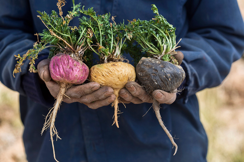 Black, red and yellow maca roots for comparing maca colors