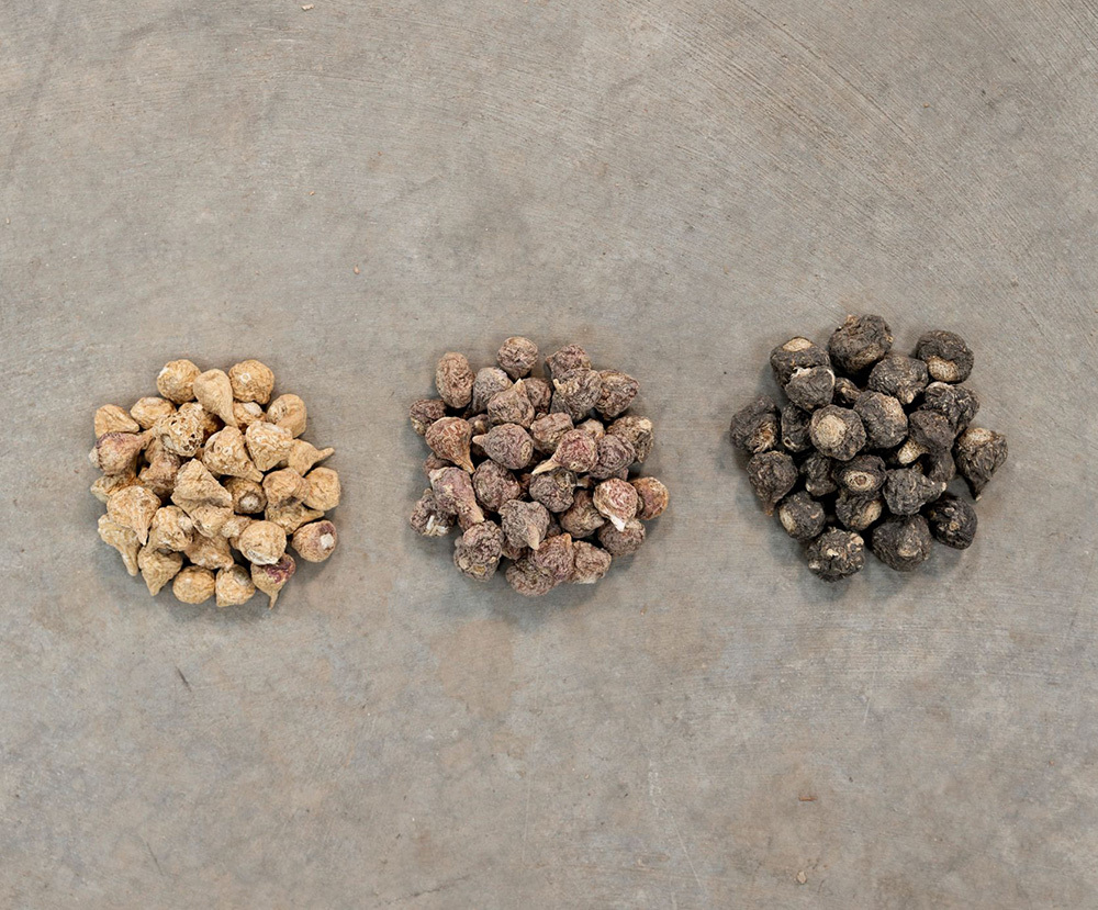 Dried yellow red and black maca roots from Peru