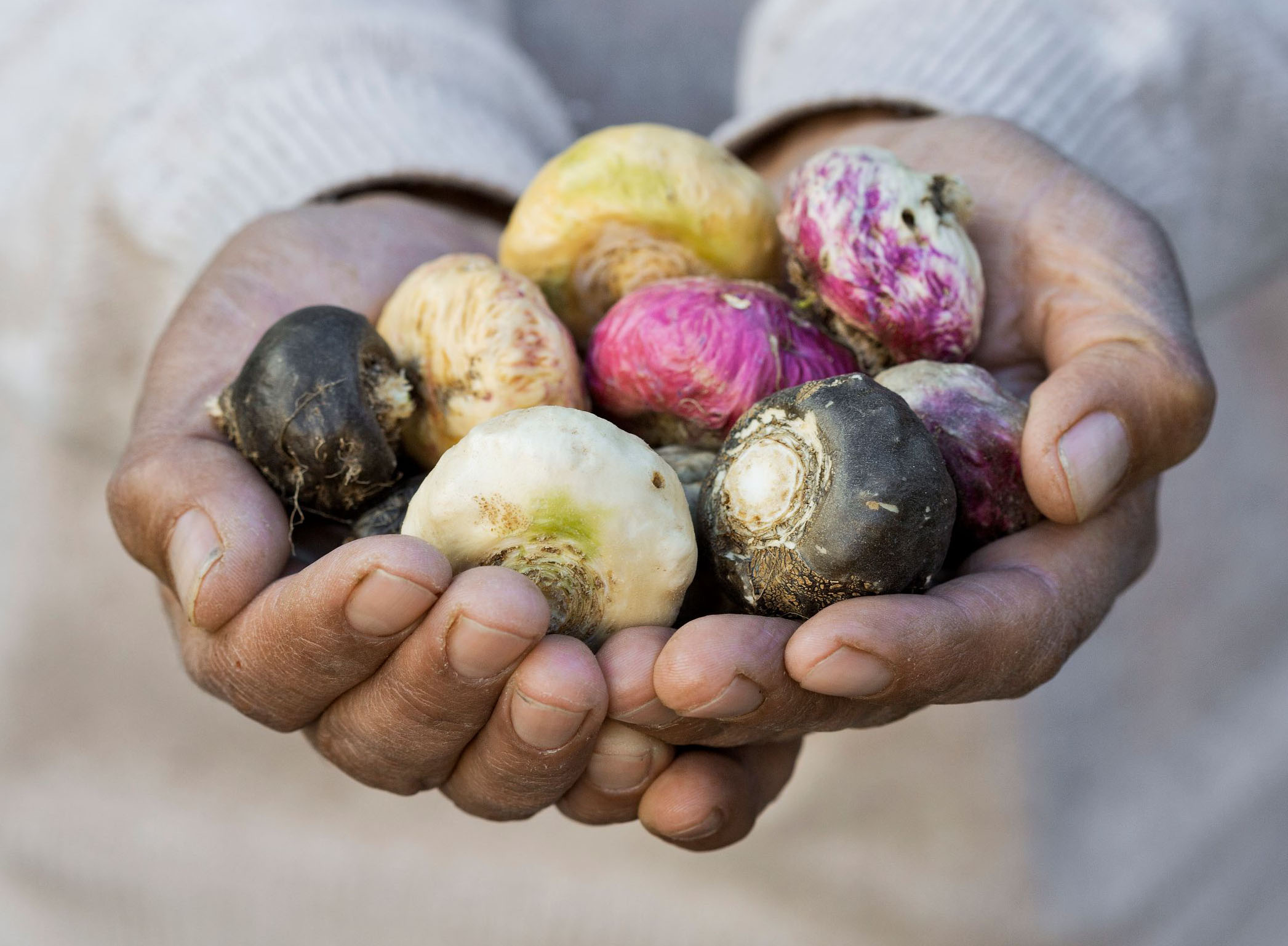 Fresh Peruvian Maca Roots Hands offering freshly harvested Peruvian maca roots
