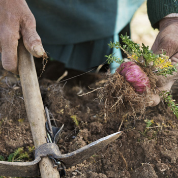 Harvesting Red Maca Root Red maca roots being harvested in Peru
