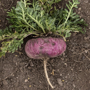 Red Maca Root Fresh red maca root showing its naturally red outer color