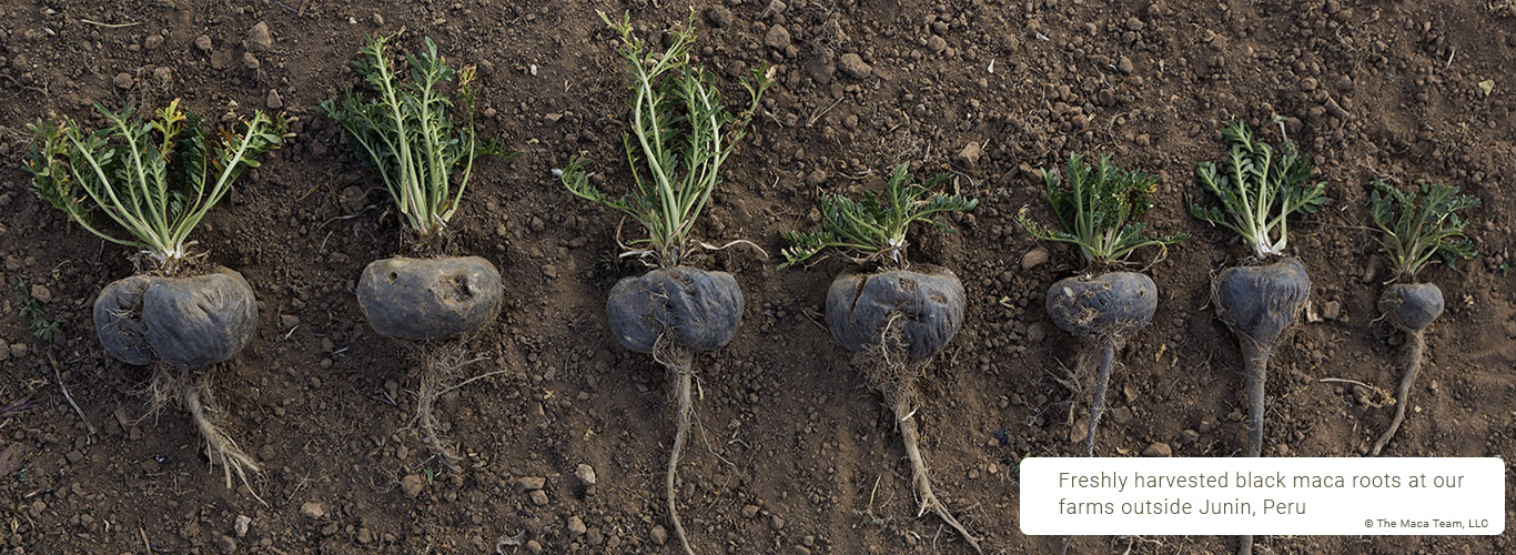 Fresh Black Maca Roots Fresh black maca roots from Peru