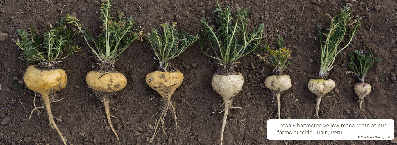 Freshly Harvested Yellow Maca Roots Freshly harvested yellow maca roots from Peru