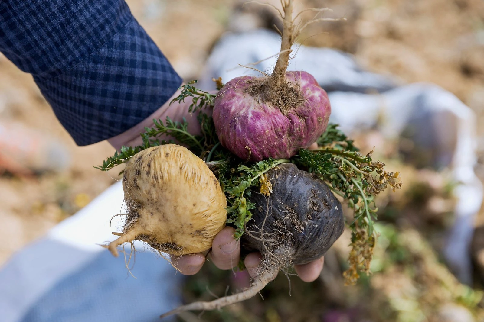 high quality maca roots in red yellow and black varieties from The Maca Team
