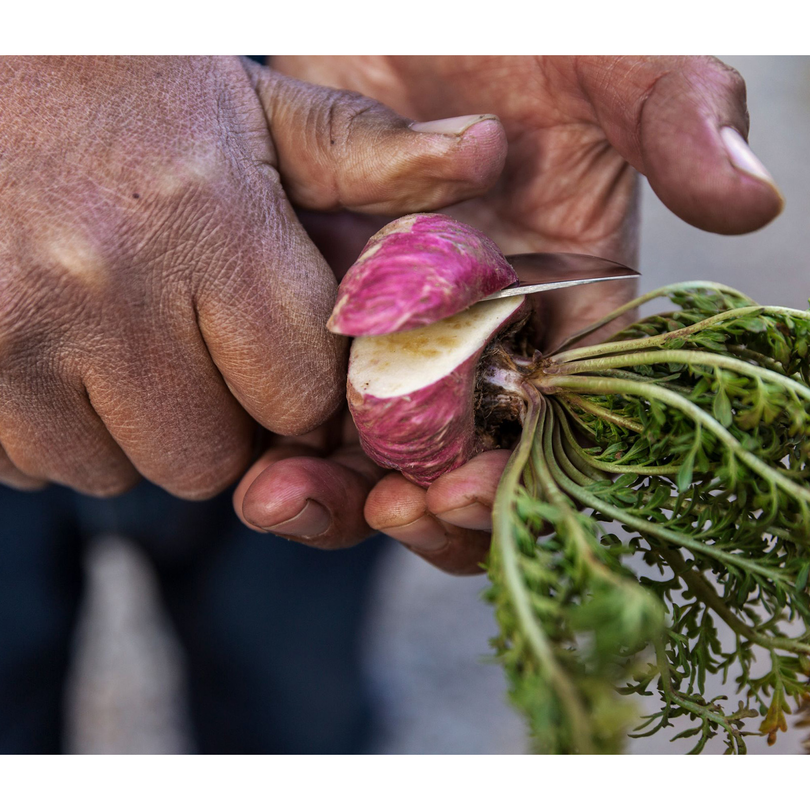 Hand cutting open a fresh organic raw red maca root