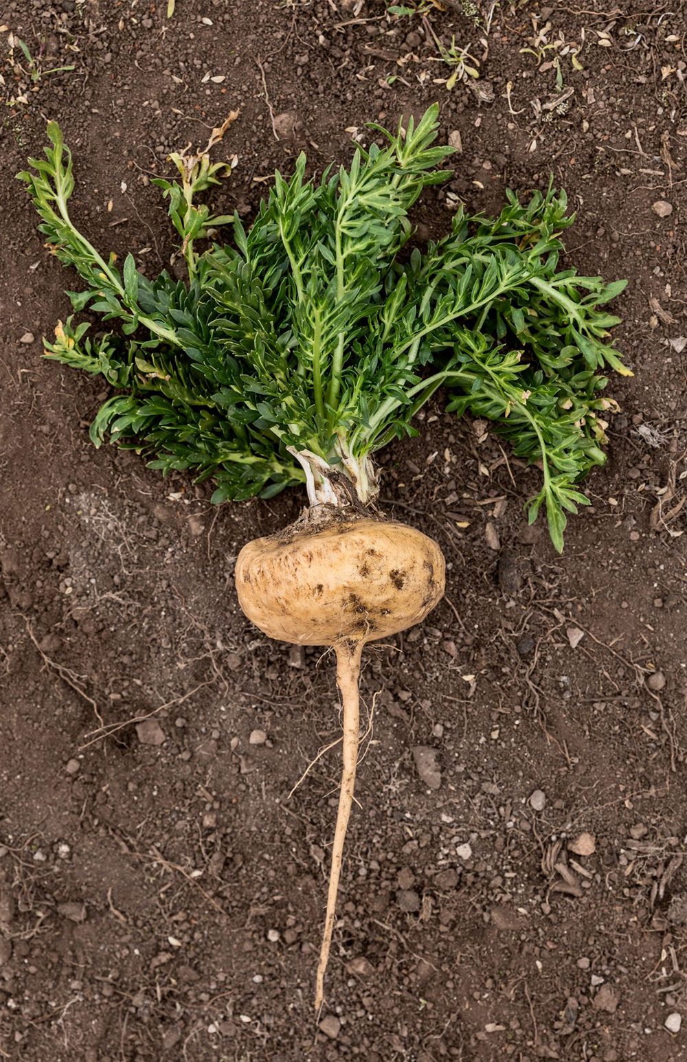 Fresh Yellow Maca Root Fresh yellow maca root from Peru