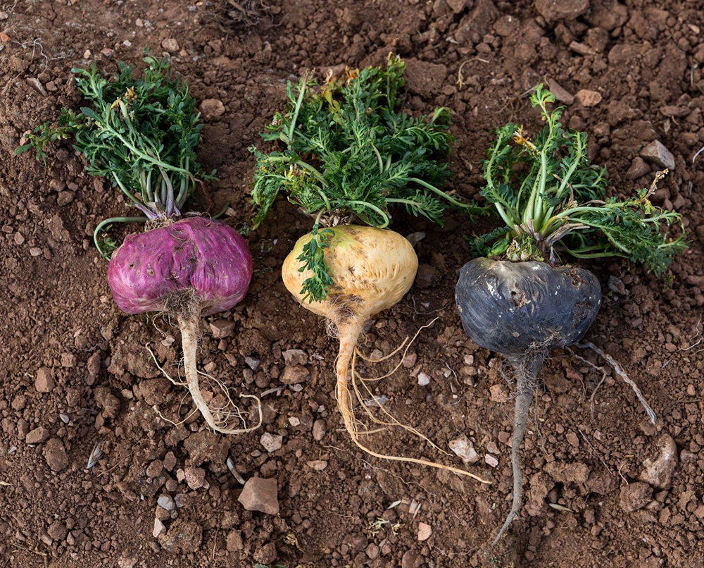Tri-Color Maca Roots Yellow, red and black maca roots together in a tri-color maca blend