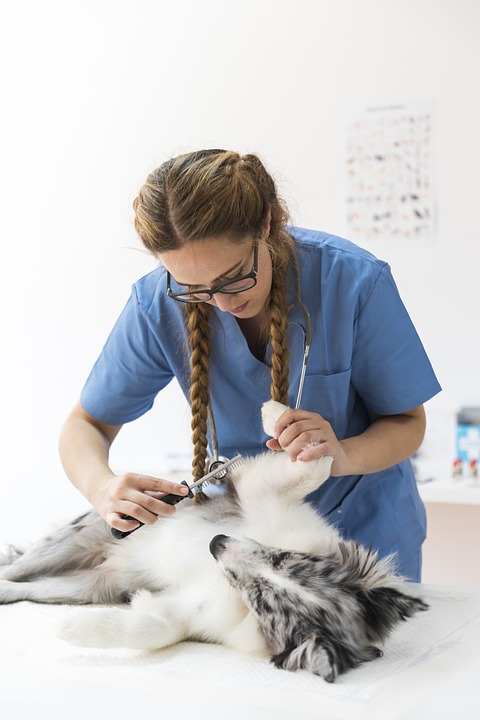 dog at vet - shop themacateam.com. 
