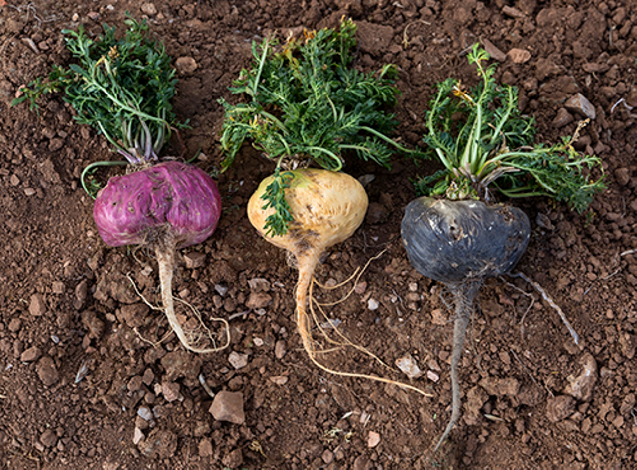 maca roots - shop themacateam.com. 