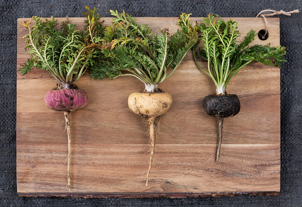 Yellow Red and Black Maca Roots Yellow black and red maca roots used in Gelatinized Tri-Color Maca