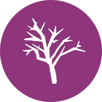 Organic Raw Mesquite